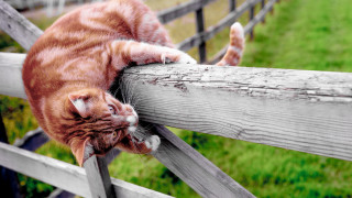Cat fence stretching blurry outdoors 2 - stuckism free wallpaper