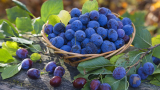 Blueberry basket leaves background purple - the foreground free wallpaper