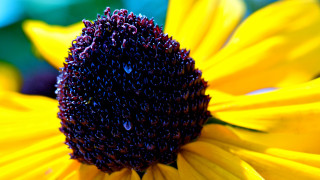 Yellow flower water droplets macro 21 - a yellow flower free wallpaper for desktop