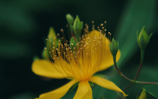 Yellow flower green leaves macro - the background and a blurry background behind free wallpaper