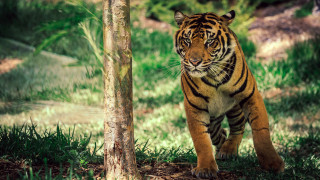 Tiger forest tree trunk wildlife - a forest next free wallpaper