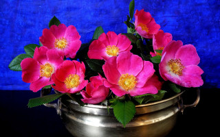 Pink roses metal pot blue - a blue wall behind free wallpaper