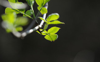 Branch green leaves metal ring - a branch free wallpaper for desktop