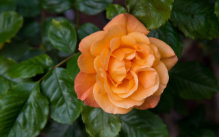 Orange rose green leaves bokeh 2 - edge free wallpaper