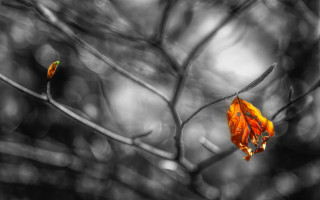 Leaf decay blurrybackground ultrafinedetail burning - a leaf free wallpaper