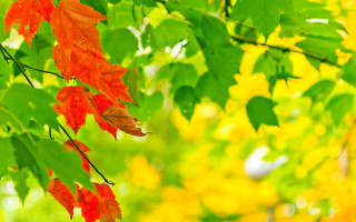 Autumn tree red green leaves - a tree free wallpaper