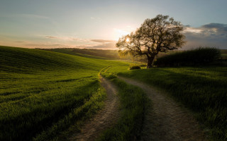 Dirt road green field tree 4 - a tree in the distance free wallpaper