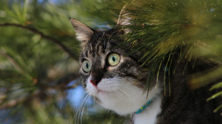 Cat branch green eye bamboo - a blue collar free wallpaper