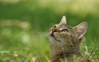 Cat sky grass blurry nature - the grass and grass free wallpaper