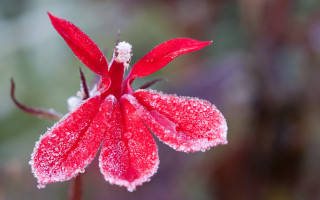 Red flower snow macro blurry - a red flower free wallpaper