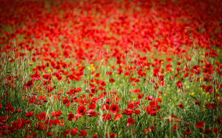 Red flower field yellow background - colin gill free wallpaper