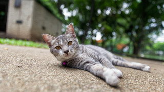 Cat laying outdoors bokeh depth - its paw free wallpaper