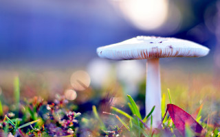 White mushroom green field blue 2 - free light wallpaper