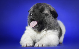 Puppy blue background cute open - his tongue free wallpaper