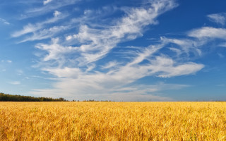 Wheat field blue sky clouds 12 - free sky wallpaper