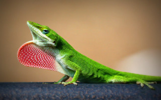 Green lizard red heart tabletop - a green lizard free wallpaper