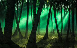 Bamboo forest green light holography - green light free wallpaper