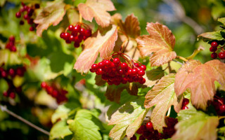 Bush berries green leaves blue - red berry free wallpaper for desktop
