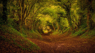 Dirt road forest leaves green - amazing free wallpaper