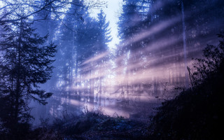 Magical forest light beam night - a light beam free wallpaper