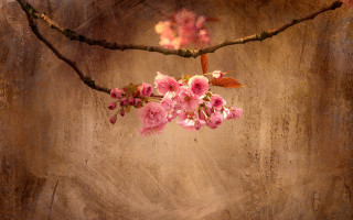 Pink branch light particles stilllife - a light beam free wallpaper