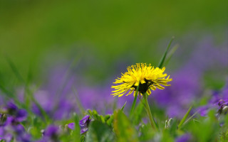 Yellow flower in purple field - a yellow flower free wallpaper