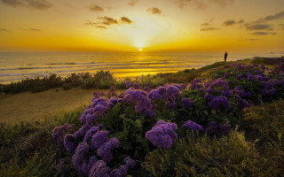 Hill ocean sunset purpleflowers landscape - the hill free wallpaper
