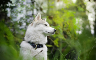 White husky dog in grass - the background and bushes free wallpaper for desktop