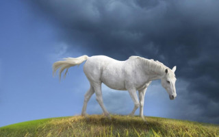 White horse grass hill cloudy - a white horse free wallpaper