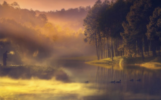 Lake ducks misty sunset australian - duck free wallpaper