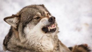 Wolf open mouth snow realistic - tooth wide free wallpaper