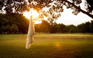 White umbrella grass tree autumn - the tree free wallpaper