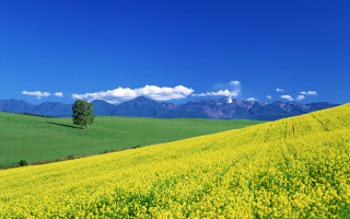 Yellow flowers mountains blue sky - dai xi free wallpaper