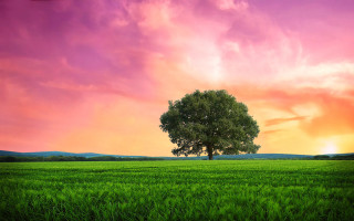 Sunset tree green field clouds - a tree in a field free wallpaper
