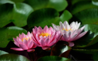 Pink water lilies pond leaves 4 - chang daichien free wallpaper
