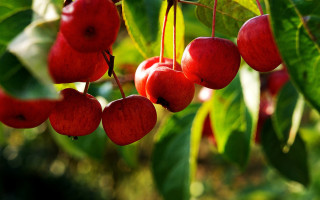 Red cherries leaves bokeh blurry - chen chi free wallpaper