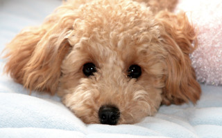 Dog laying bed blanket wideeyes - stuffed free wallpaper