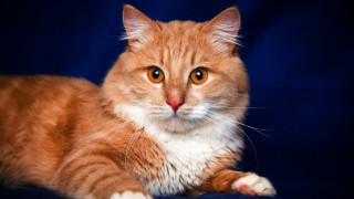 Cat sad orange felix blue - felix octavius carr darley free wallpaper for desktop