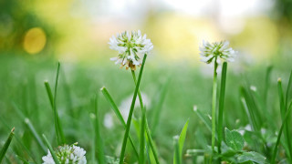 Flower daisy dandelion bamboo grass - a blurry background of trees and grass free wallpaper