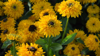 Yellow flower bee macro summer 2 - the middle of them free wallpaper
