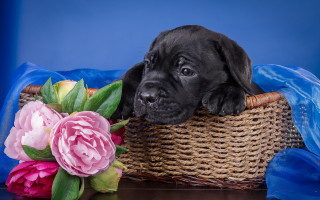 Black puppy basket flowers blue - a blue cloth free wallpaper