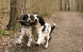 Dogs playing with stick woods - two dog free wallpaper