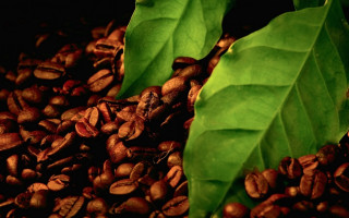 Coffee beans green leaves still - a pile of coffee beans free wallpaper for desktop