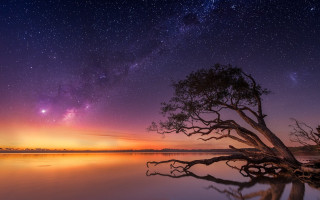 Tree water night stars reflection - arthur quartley free wallpaper