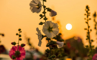 Flower field sunset bokeh pink - evening free wallpaper