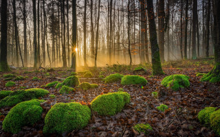 Forest moss rocks beam sunset - a beam of light free wallpaper