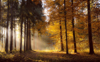 Forest autumn leaves sunbeam trail - lot of trees free wallpaper