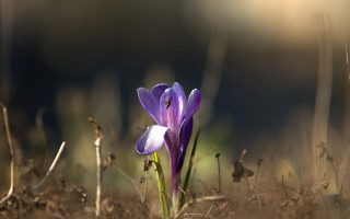 Purple flower grass sunlight macro - the sun light free wallpaper
