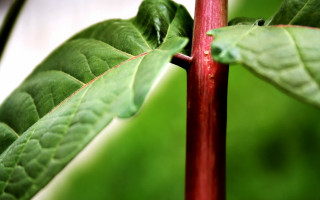 Green leaf red stem macro - adobe lightroom free wallpaper for desktop