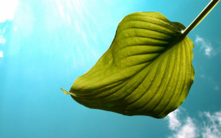 Green leaf twig blue sky - anne geddes free wallpaper
